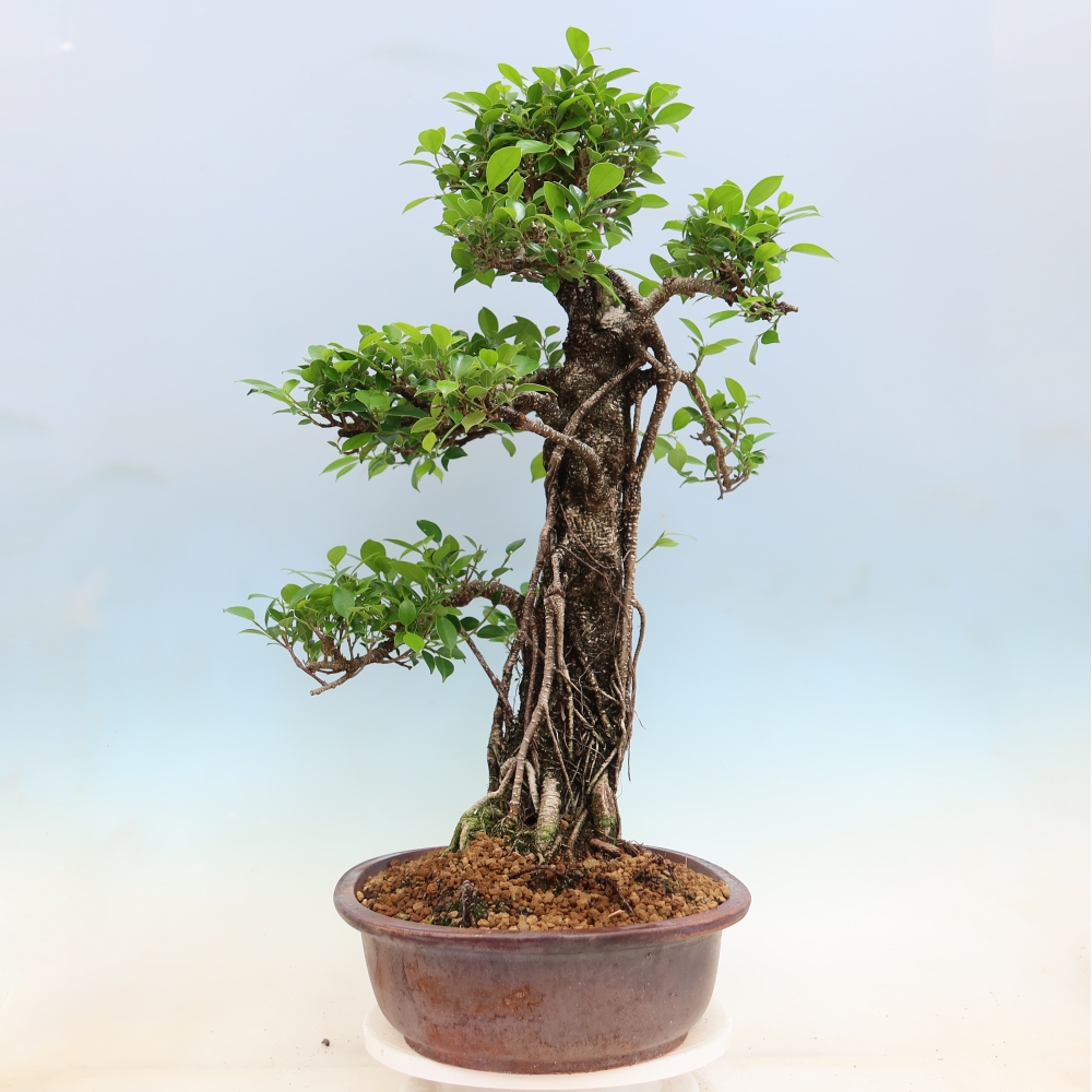 Izbové bonsaje - Ficus kimmen - drobnolistý fikus
