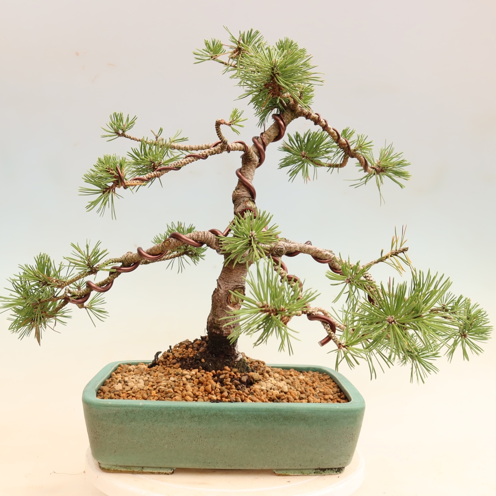 Vonkajšie bonsaje – Pinus mugo Humpy – borovica krivá