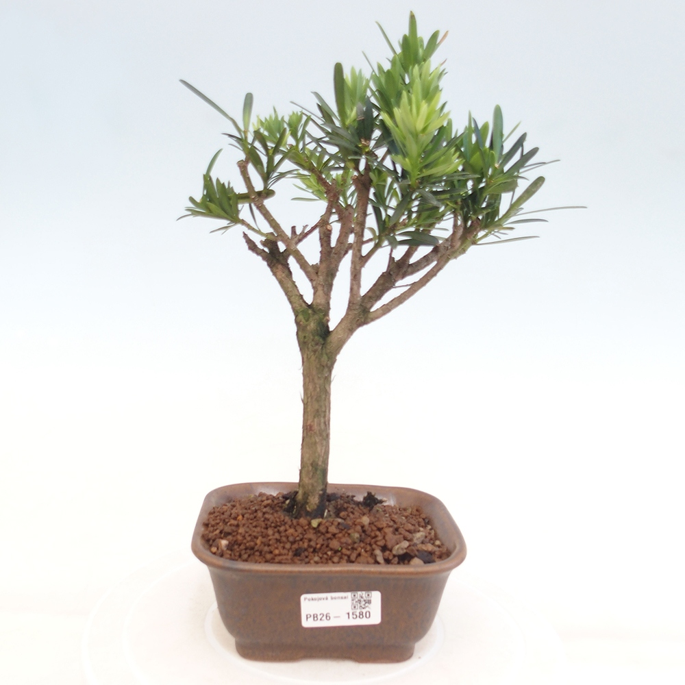 Izbové bonsaje - Podocarpus - Kamenný tis