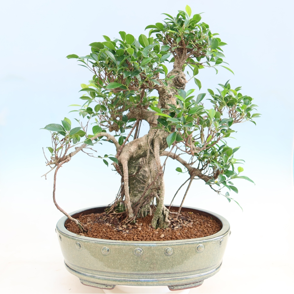 Izbové bonsaje - Ficus kimmen - drobnolistý fikus