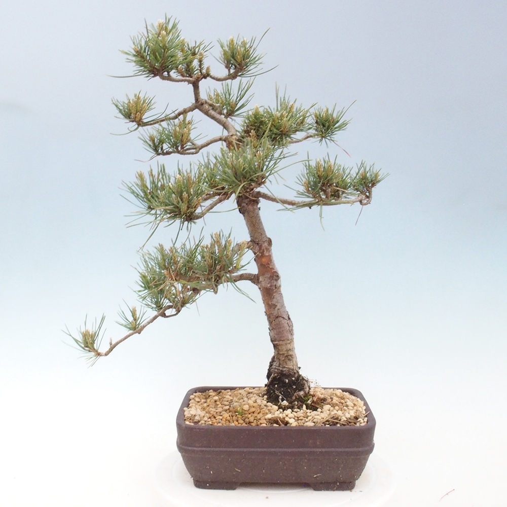 Vonkajšie bonsai - Pinus Sylvestris - Borovica lesná