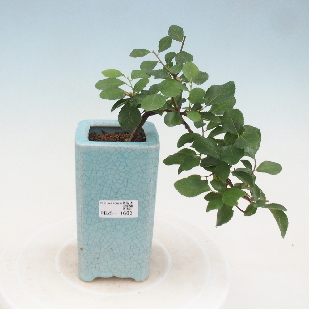 Izbová bonsai - Grewia occidentalis - Hviezdica levanduľová
