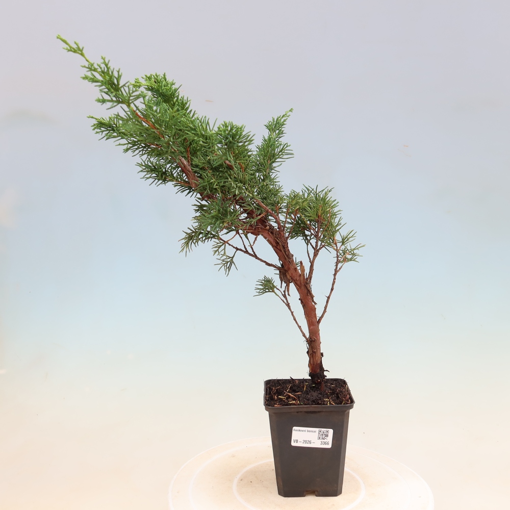 Vonkajší bonsaj - Juniperus chinensis Kishu
