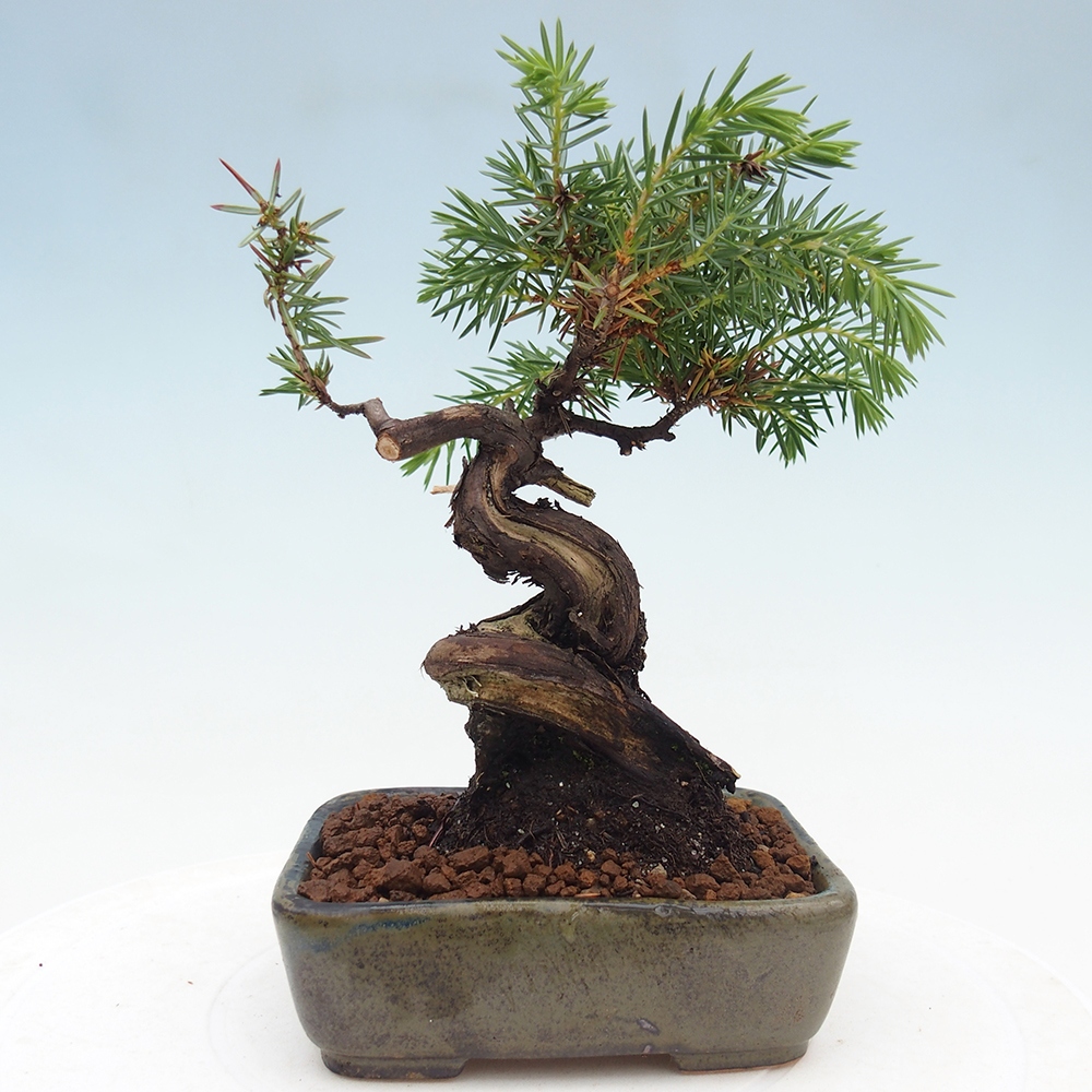 Vonkajšie bonsai - Jalovec Rigid - Juniperus Rigid