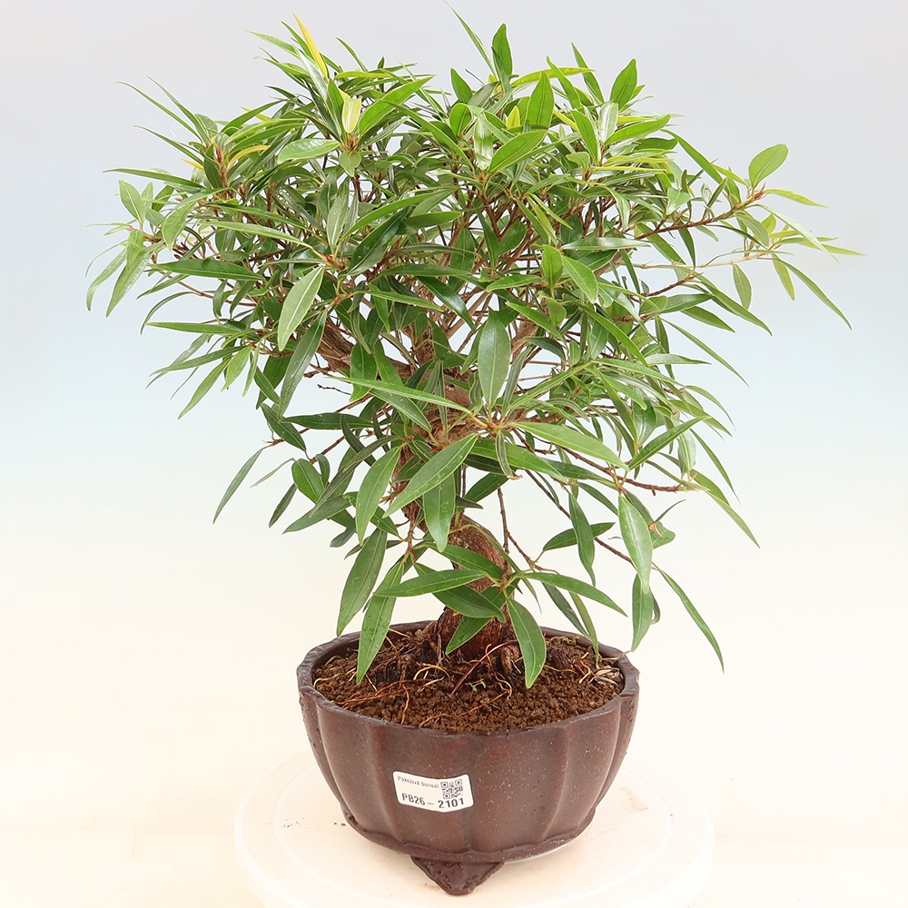 Izbové bonsaje - Ficus nerifolia - fíkus drobnolistý