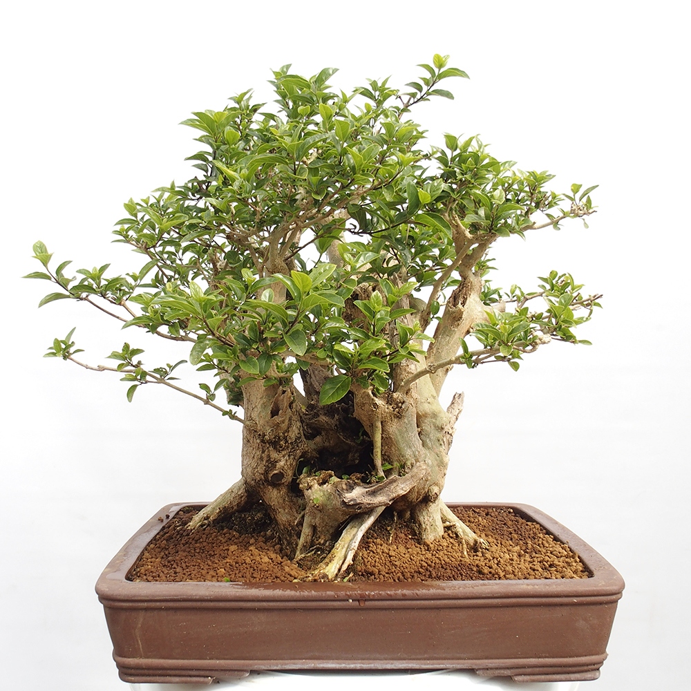 Izbová bonsai - Premna serratifolia - Kozlovoň malolistá