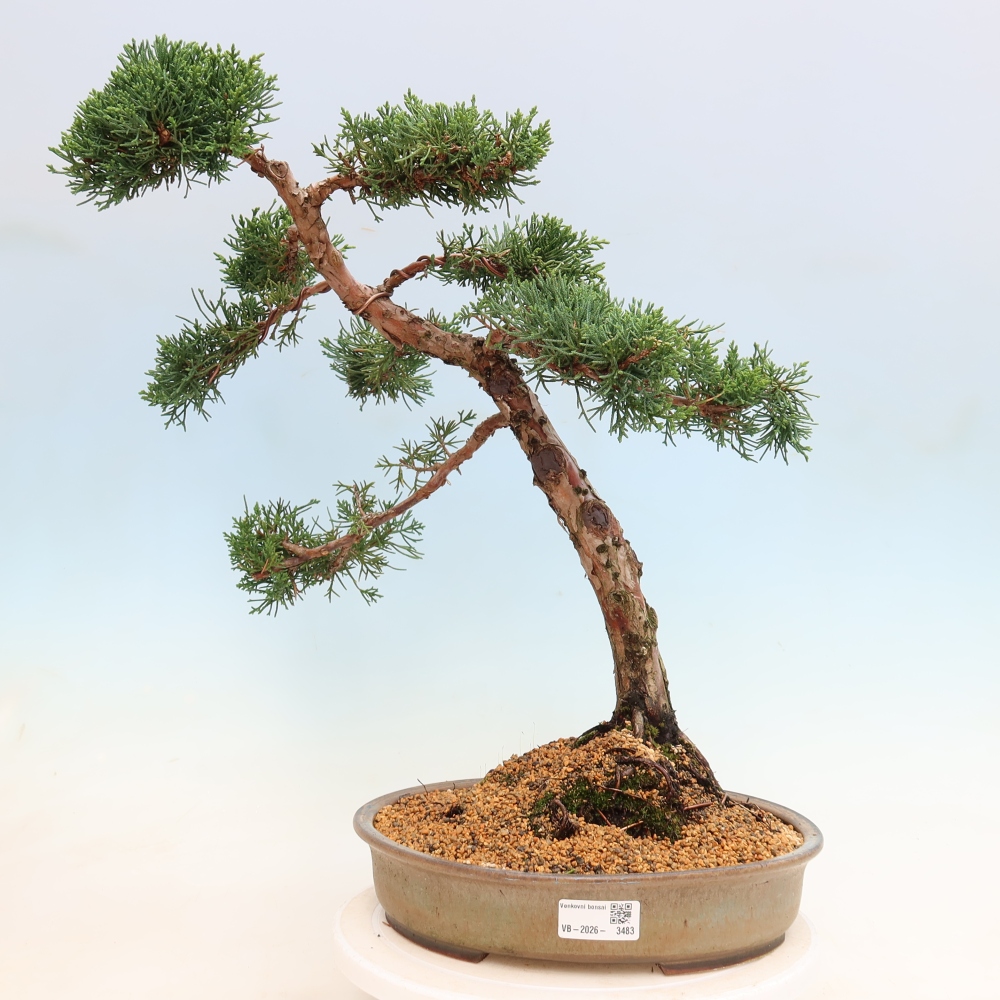 Vonkajší bonsaj - Juniperus chinensis Kishu