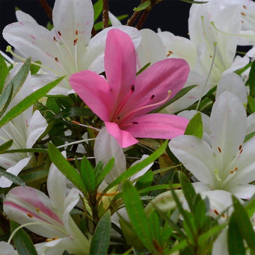 Vonkajšie bonsaje - Japonské azalky - Azalea Hakurin