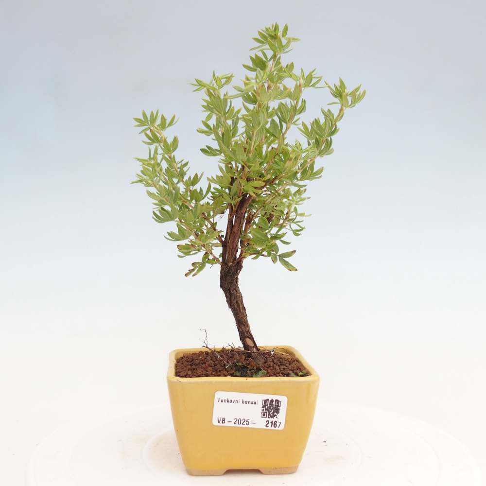 Vonkajšia bonsai-Nátržník krovitá - potentila fruticosa yellow Bird