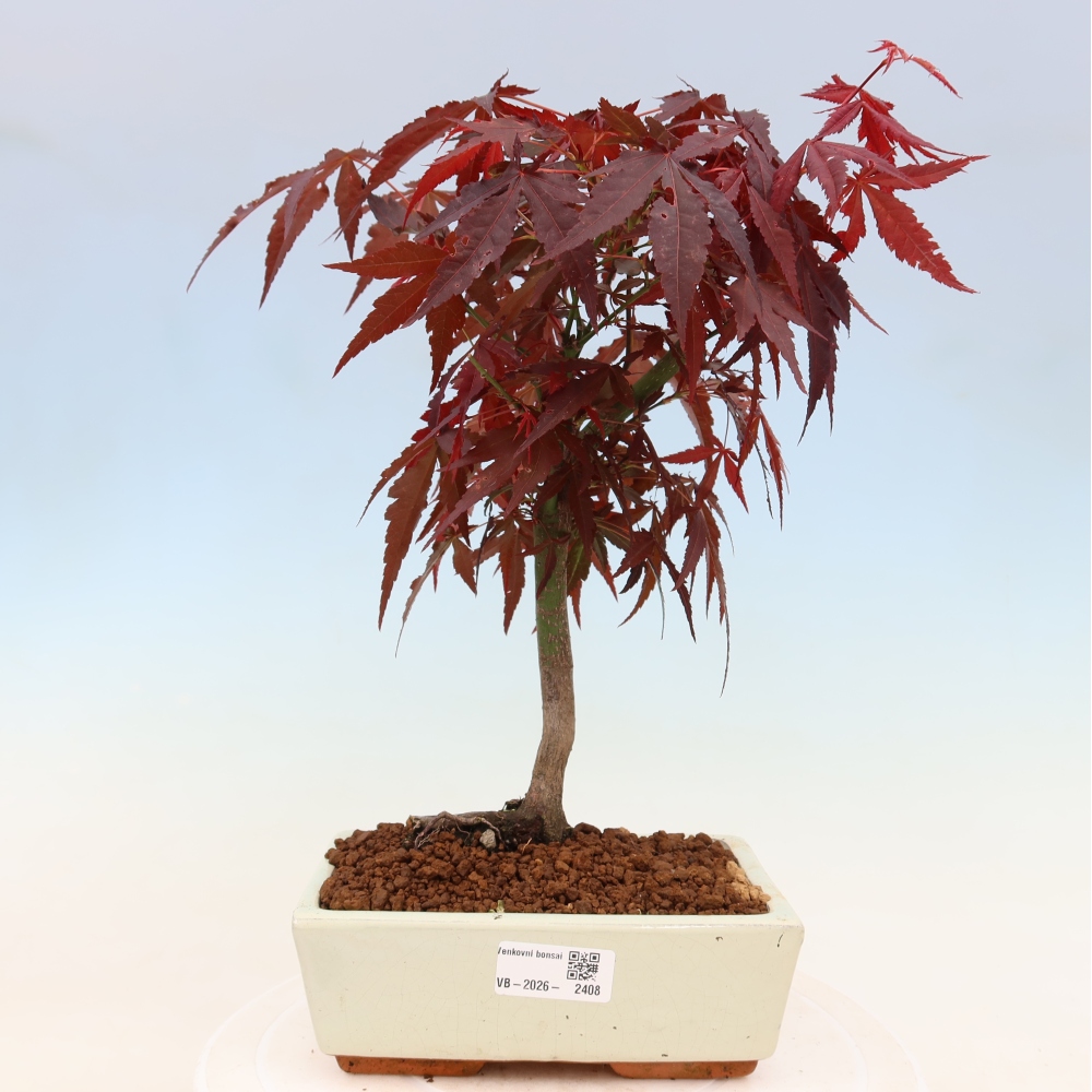 Vonkajšia bonsaj - palma Acer. Atropurpureum-Javor palmový