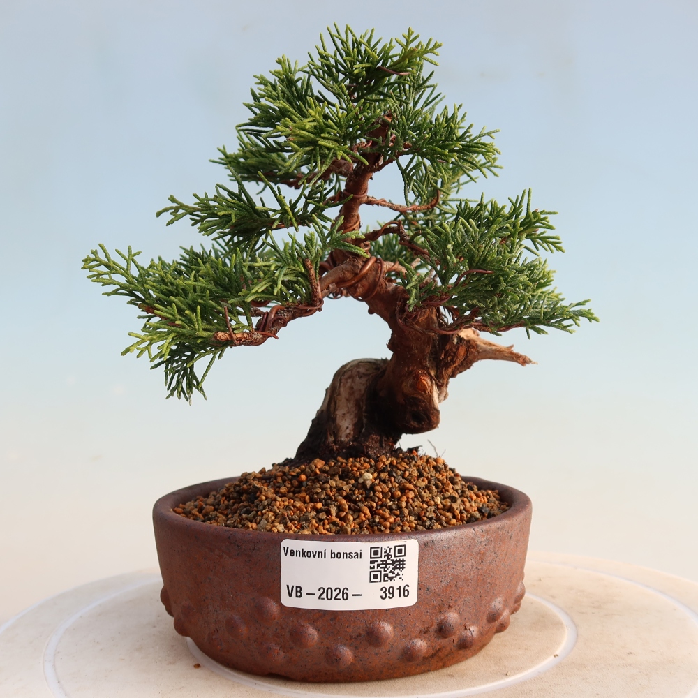 Vonkajší bonsai - Juniperus chinensis Itoigawa -Jalovec čínsky