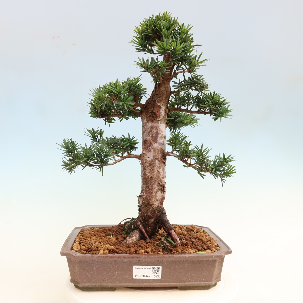 Vonkajší bonsai – Taxus cuspidata – japonský tis