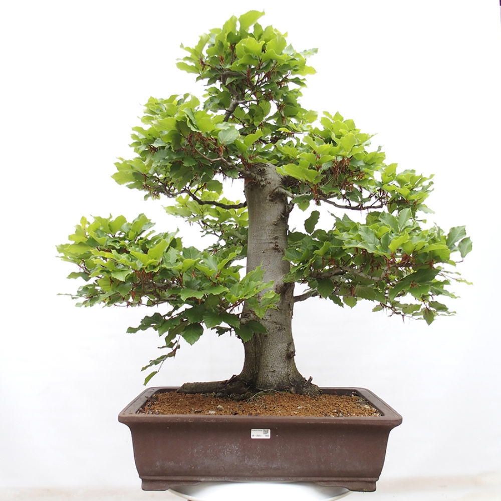 Vonkajší bonsai - Fagus sylvatica - Buk lesný