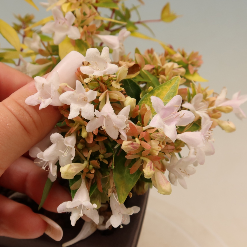 Vonkajší bonsai – Abelia gr. Kleidoscope – Abélie veľkokvetá