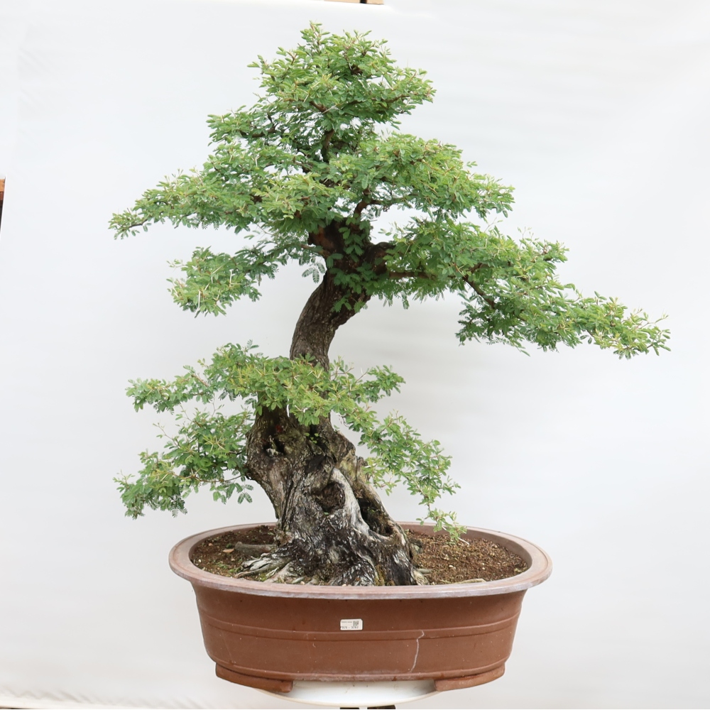 Izba bonsai – Akacia Arabica