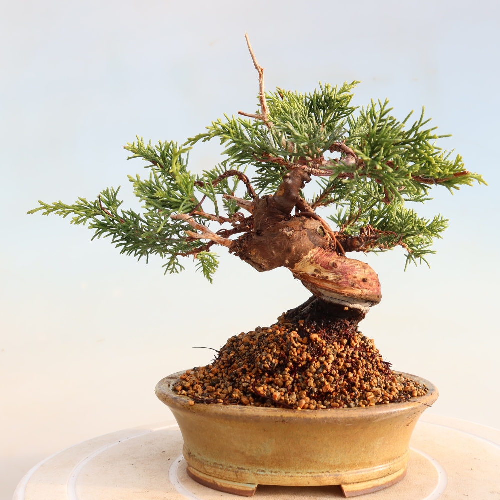 Vonkajší bonsai - Juniperus chinensis Itoigawa -Jalovec čínsky