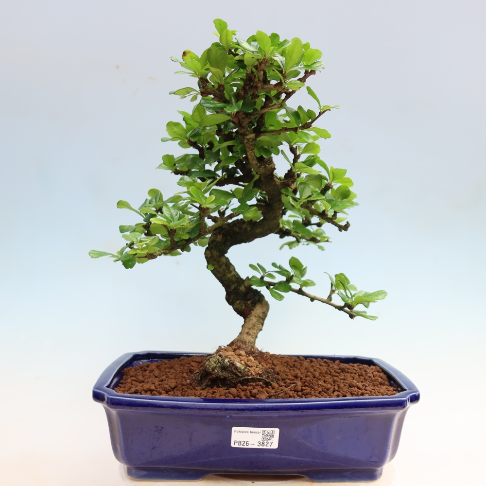 Izbové bonsaje - Carmona macrophylla - Tea fuki