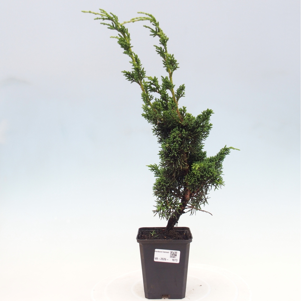 Vonkajší bonsaj - Juniperus chinensis Kishu