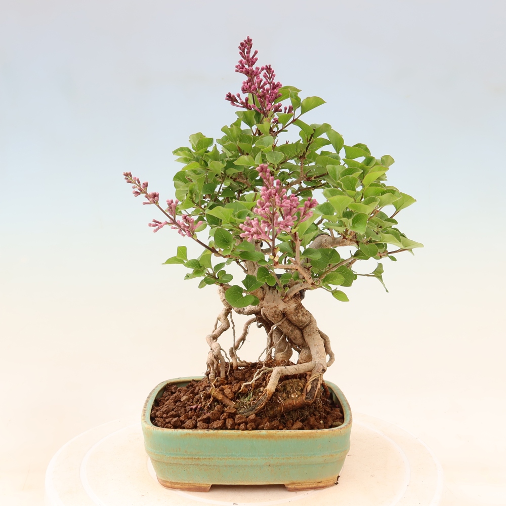 Vonkajší bonsaj - Syringa microphylla - drobnokvetý šeřík
