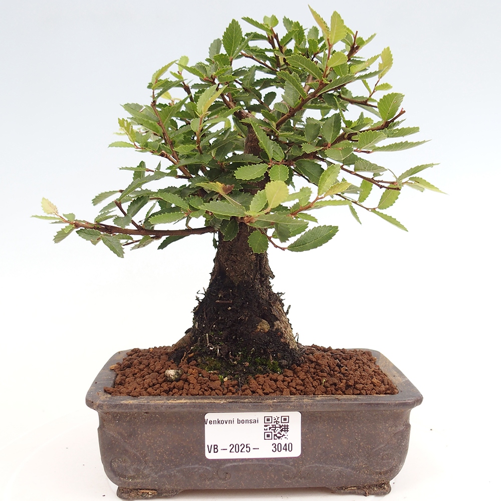 Vonkajšie bonsai - Zelkova - Zelkova Nirom