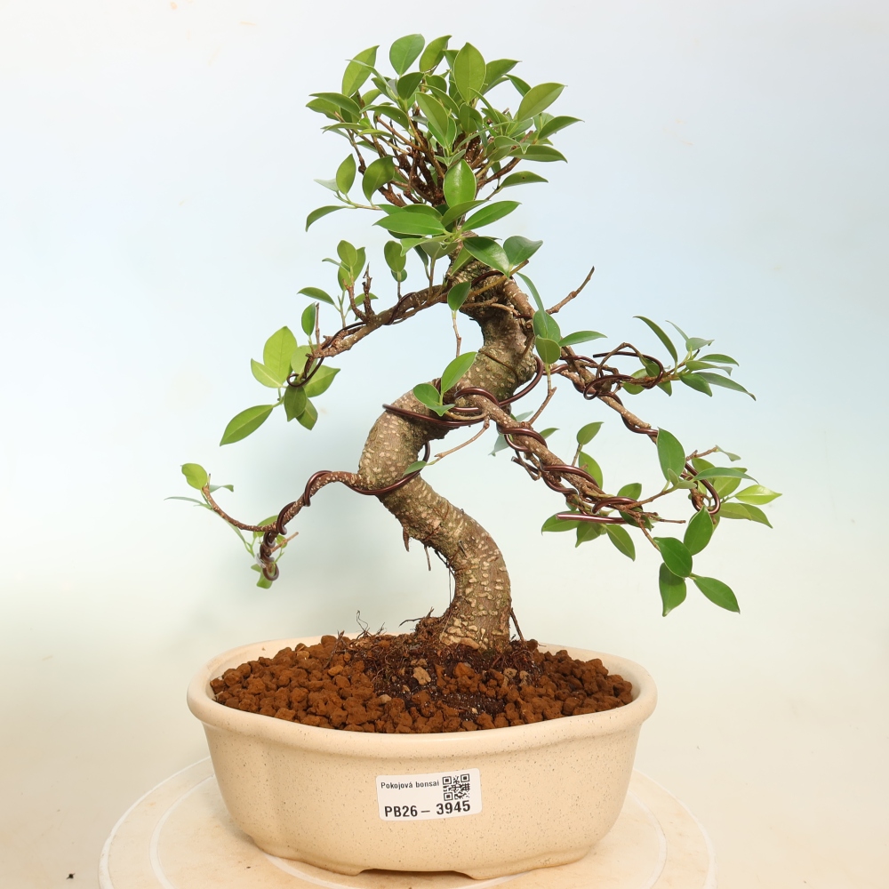 Izbové bonsaje - Ficus kimmen - drobnolistý fikus