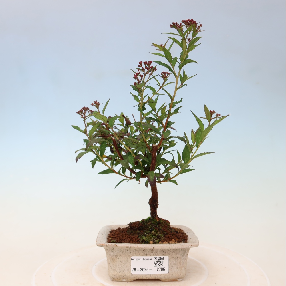Vonkajší bonsai – spirea japonská – Spirea japonica Anthony Waterer