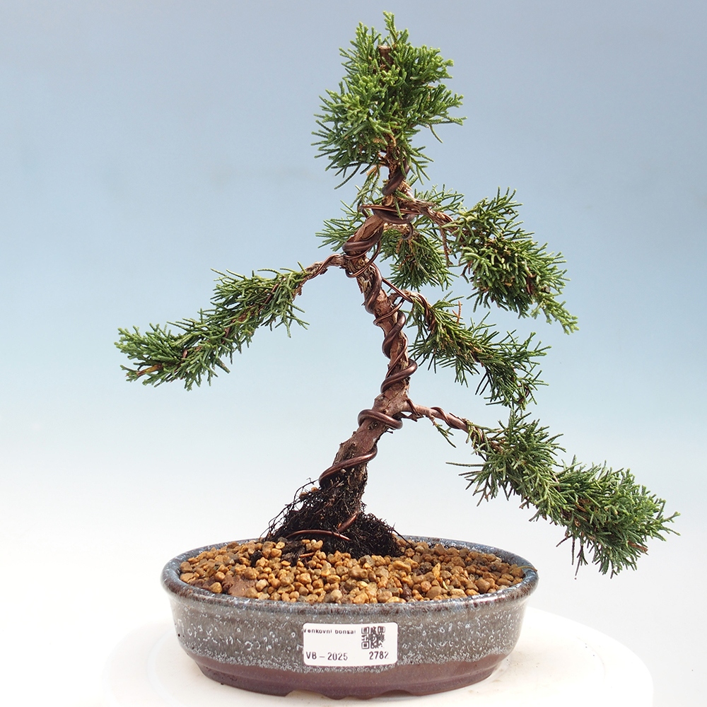 Vonkajší bonsai - Juniperus chinensis Kishu -Jalovec čínsky