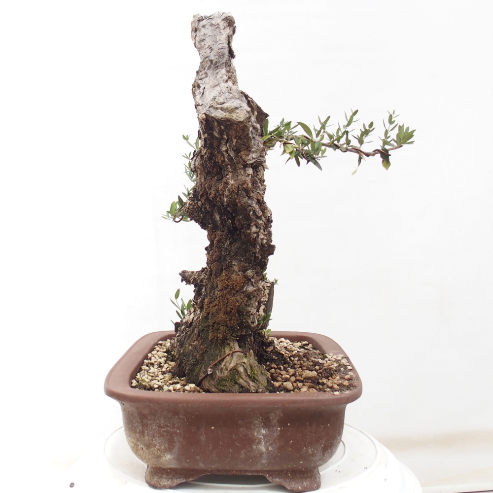 Izbová bonsai - Olea europaea sylvestris -Oliva evropská drobnolistá