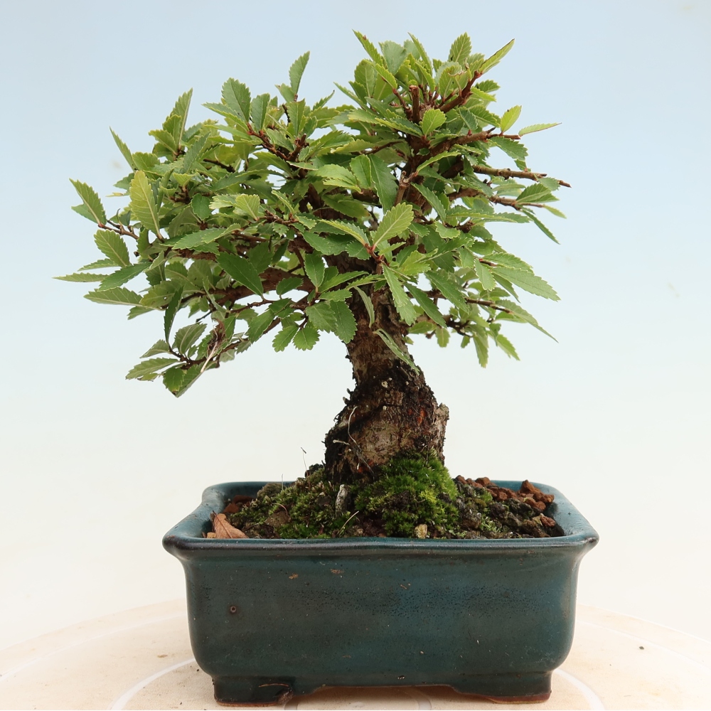 Vonkajšie bonsaje - Zelkova - Zelkova NIRE