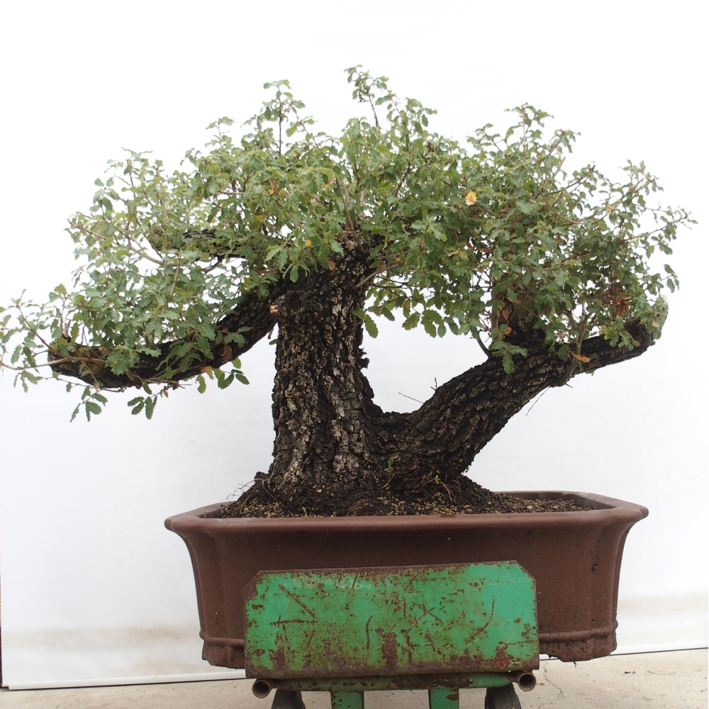 Yamadori - Quercus Ilex -Dub cezmínovitý