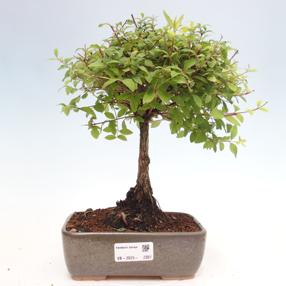 Vonkajší bonsai - Symphoricarpos d. Mother Pearl  - Pámelník