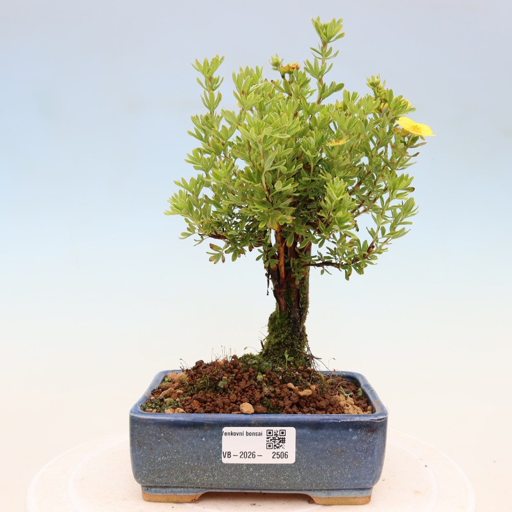 Vonkajšie bonsaje - Potentila fruticosa