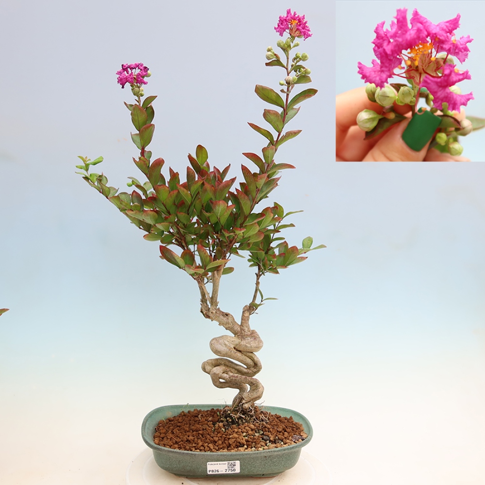 Izba bonsai – Lagerstroemia indica – indický orgován