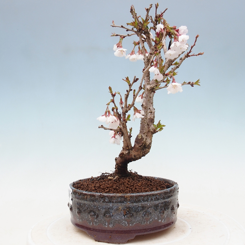 Vonkajší bonsai - Prunus incisa Kojou-no mai-Slivoň vyrezaná