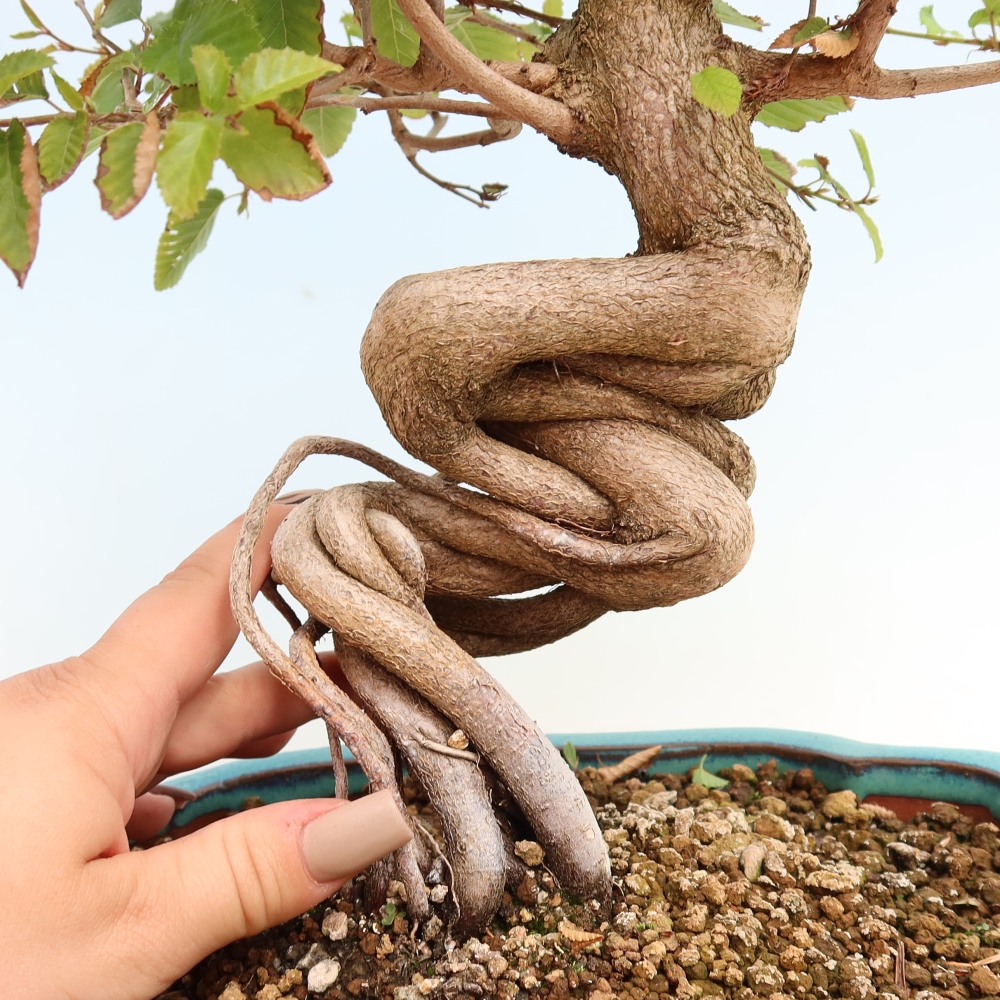 Vonkajšie bonsaje -Carpinus CARPINOIDES - Hrab kórejský