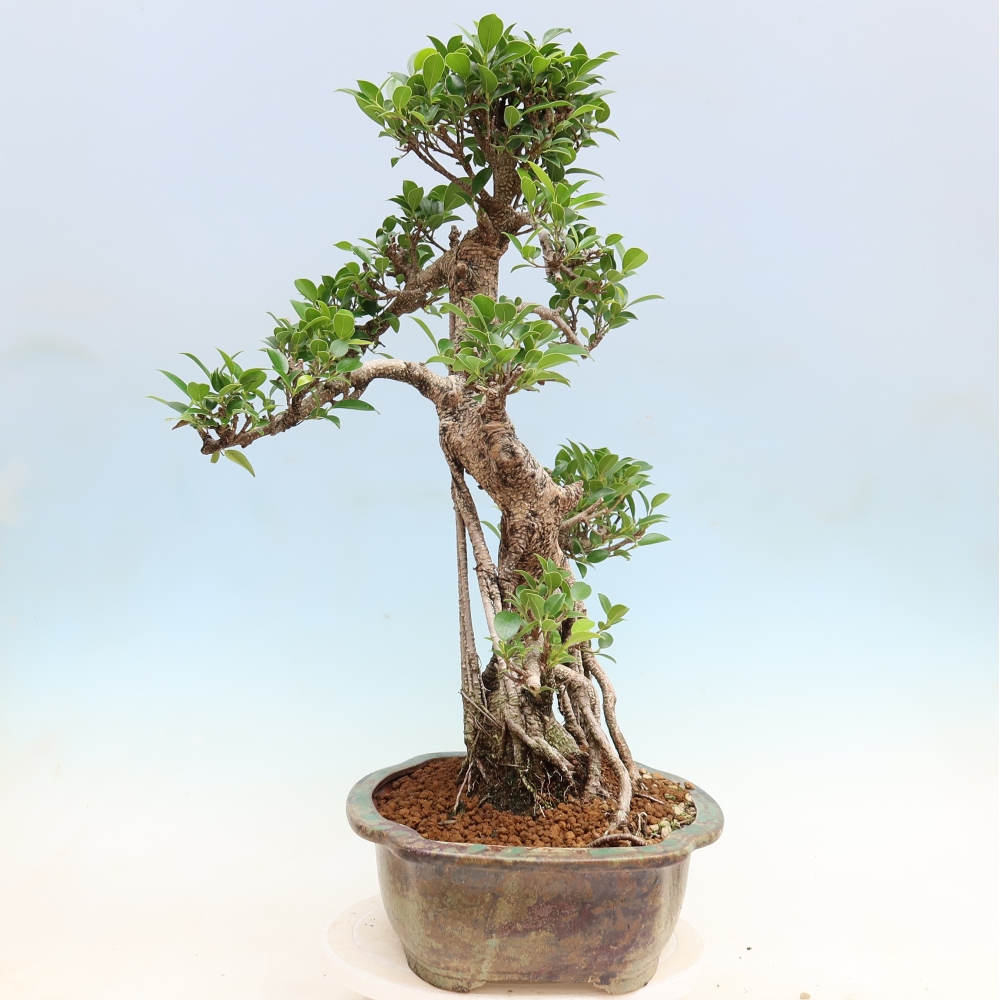 Izbové bonsaje - Ficus kimmen - drobnolistý fikus