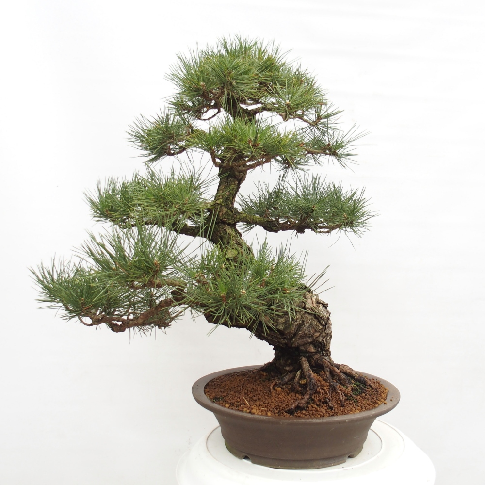 Vonkajšie bonsai - Pinus thunbergii - Borovica thunbergova