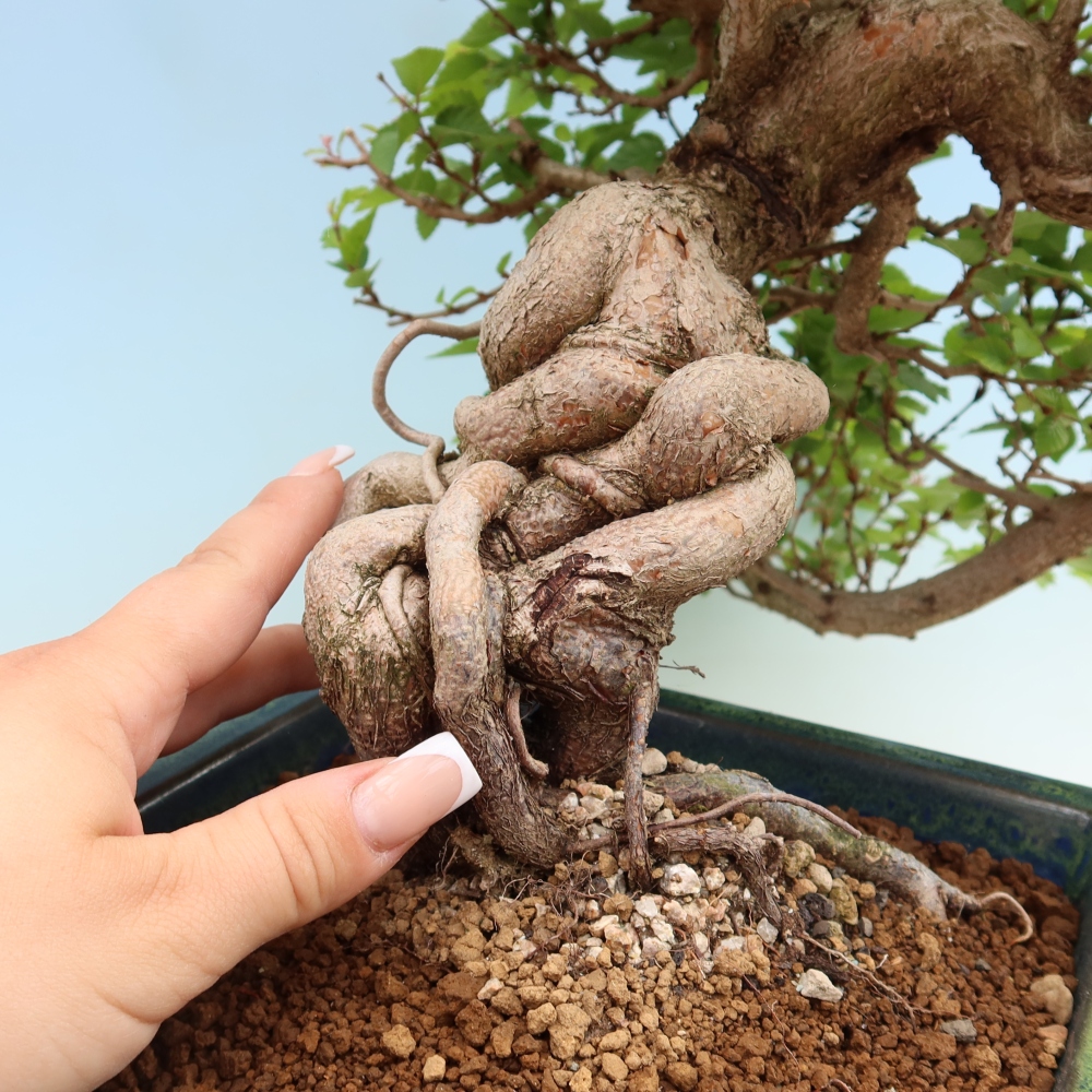 Vonkajší bonsaj -Carpinus coreana - Hrab kórejský