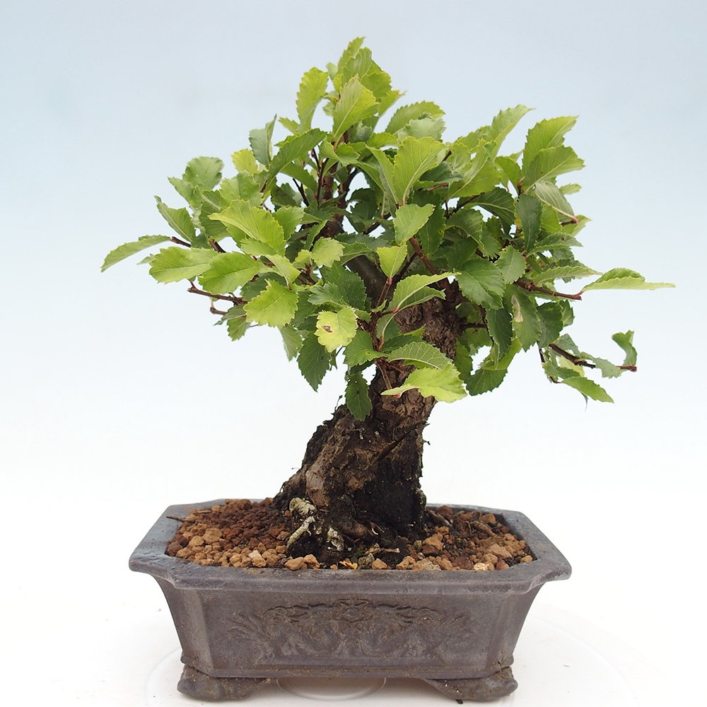 Vonkajšie bonsaje - Zelkova - Zelkova NIRE