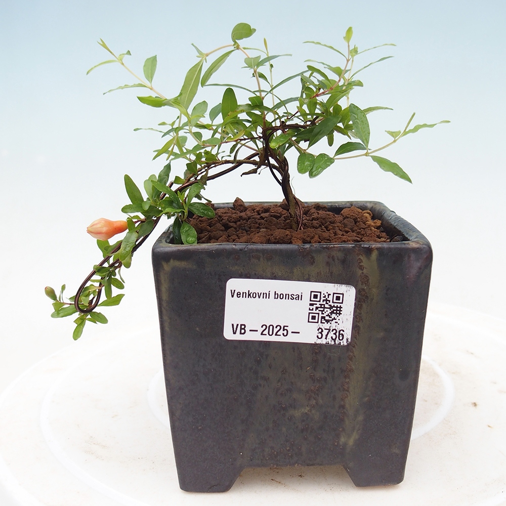 Izbová bonsai-Punic granatum nana-Granátové jablko