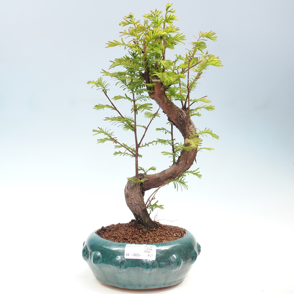 Vonkajšie bonsai - Metasequoia glyptostroboides - Metasekvoja Čínska