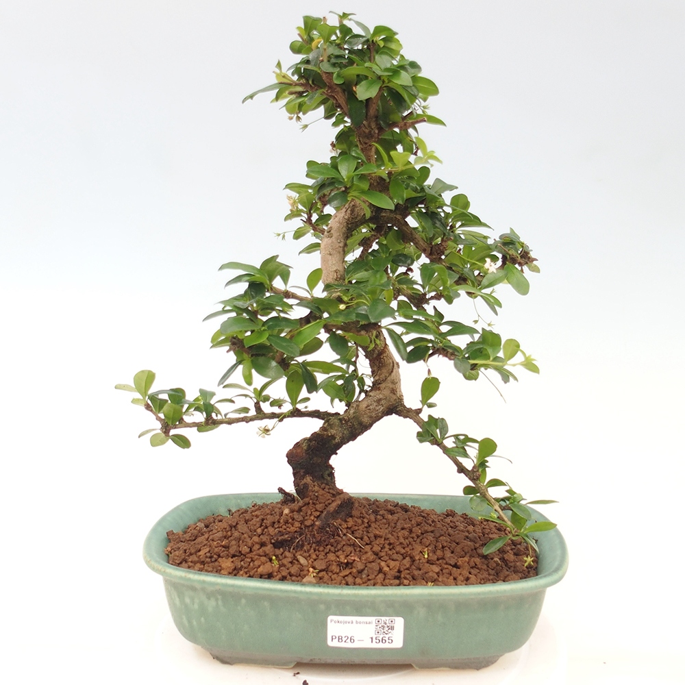 Izbové bonsaje - Carmona macrophylla - Tea fuki