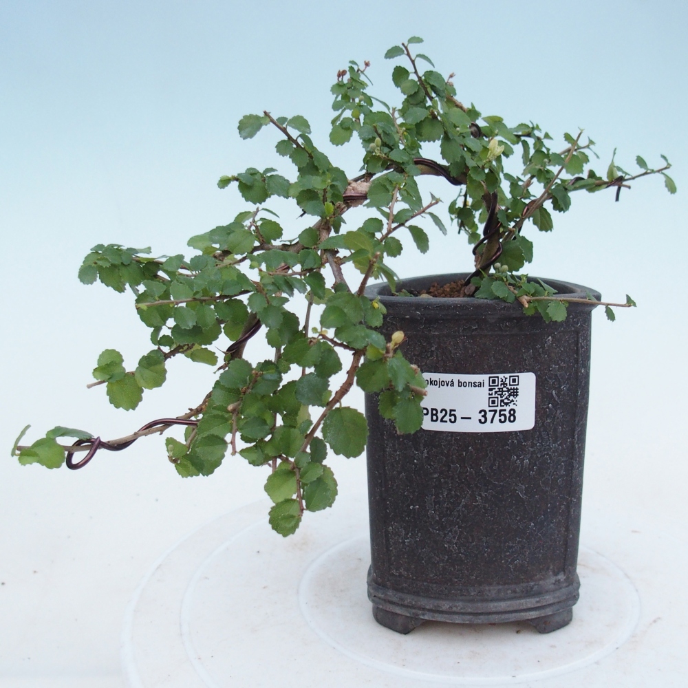 Izbový bonsaj - Grewia sp. - Grewia malafolia