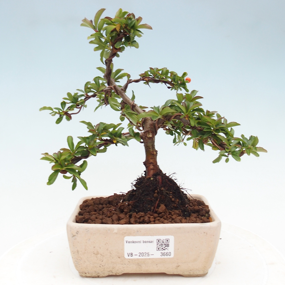 Vonkajšie bonsaje-Pyracantha Teton -Hlox