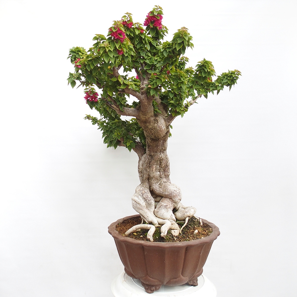 Izbová bonsai - Bouganwilea