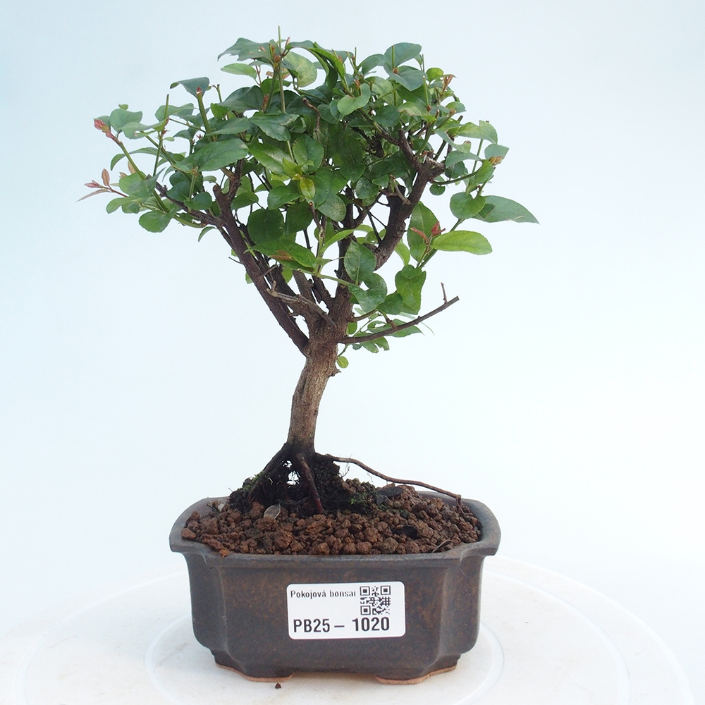 Izbová bonsai - Sagerécie thea - Sagerécie thea