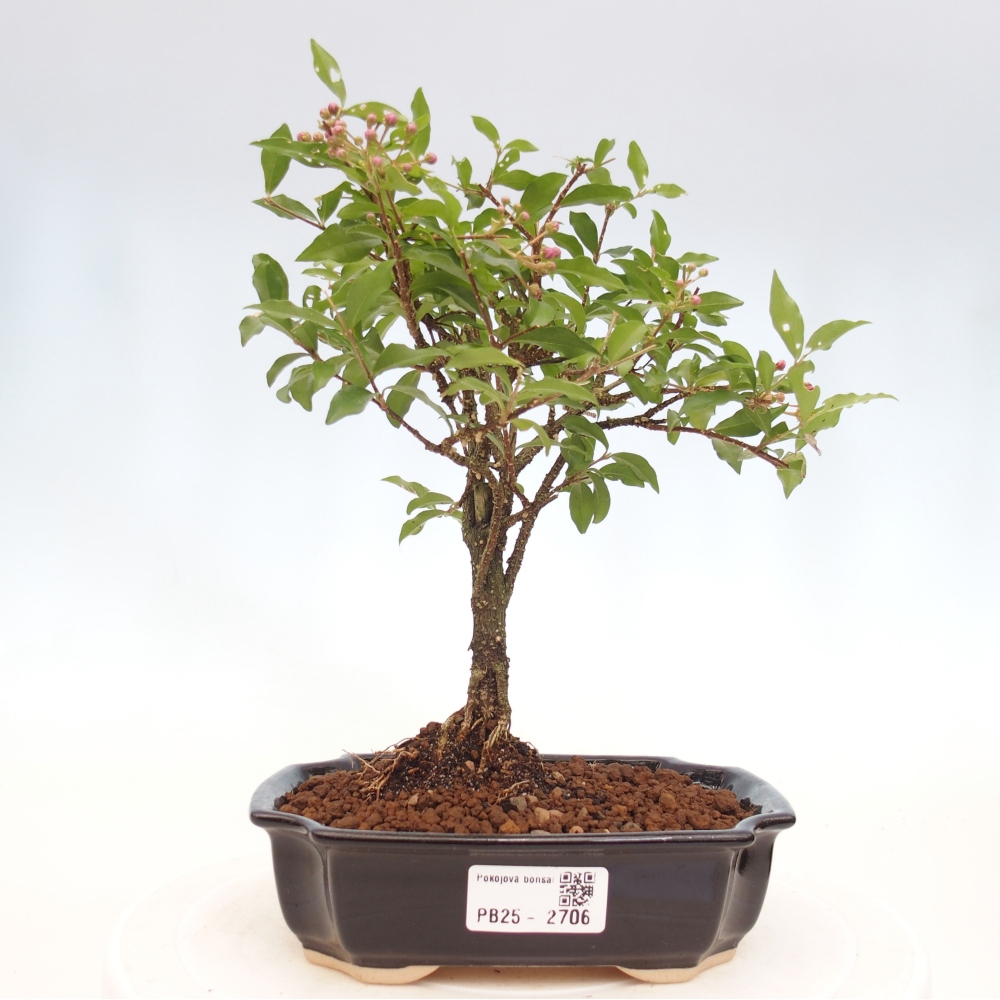 Izbová bonsai - Malpighia coccigera- Barbdorská čerešňa