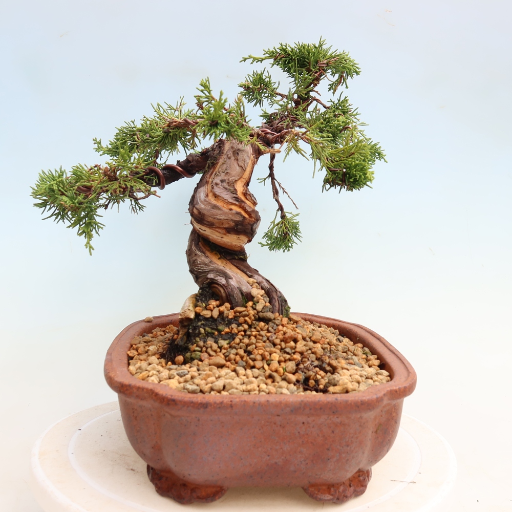 Vonkajší bonsai – Juniperus chinensis Itoigawa – čínsky jalovec