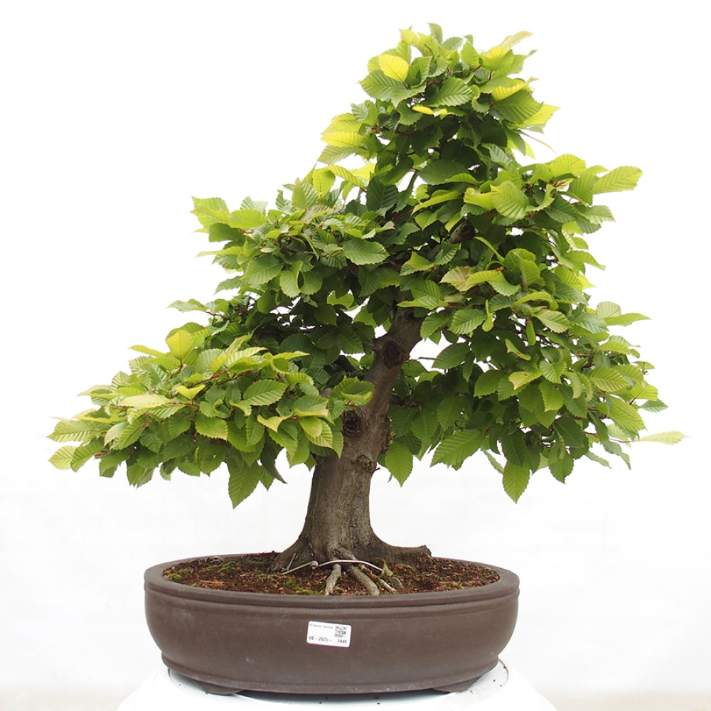 Vonkajší bonsai - Hrab obyčajný - Carpinus betulus