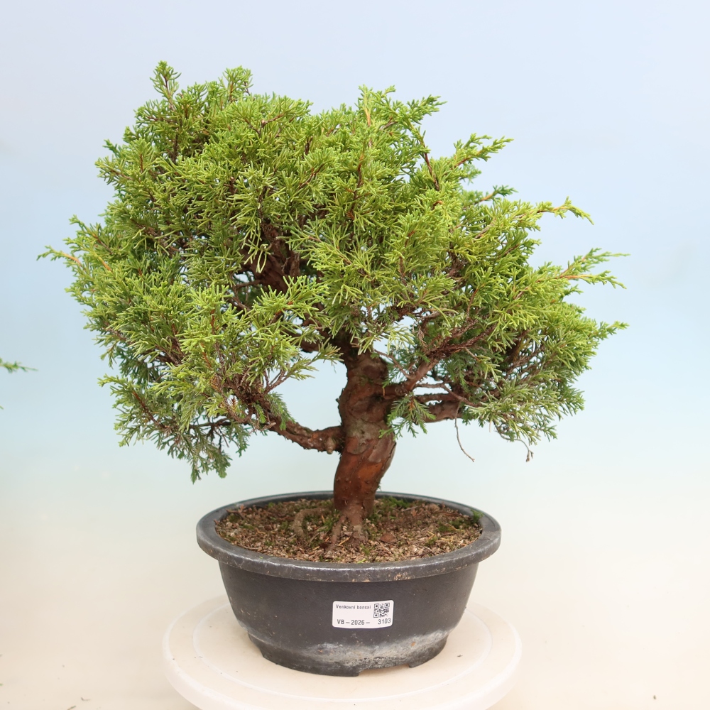 Vonkajší bonsai – Juniperus chinensis Itoigawa – čínsky jalovec